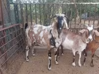 Bak, Nubian Goat — 2. fotó