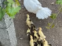 Ducks — 2-сурет