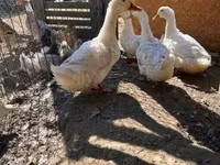 Ducks — photo 1