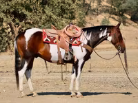 公马, National Show Horse — 照片 4