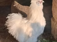 Silkie — zdjęcie 4