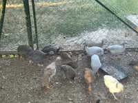 Guinea fowl — 1-сурет