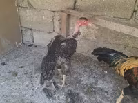 Chickens — الصورة 5