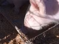 Sow, Pigs — photo 4