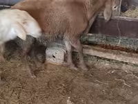 Ovce, West-Siberian mutton sheep — foto 4