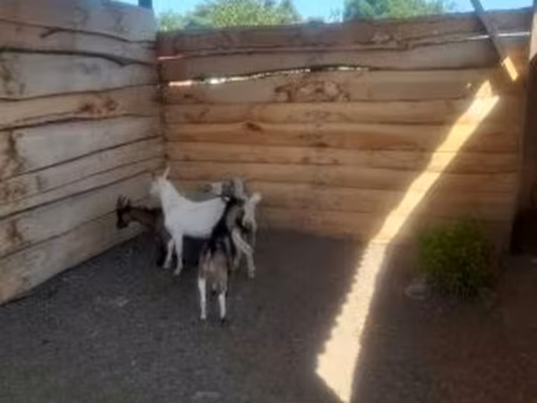 Billy Goat, Goats