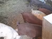 Boar, Pigs — photo 2
