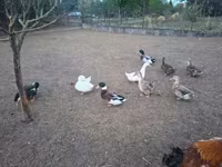 Ducks — फ़ोटो 8