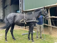 Caballo, Nonius horse — foto 7
