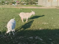 Dişi keçi, Russian White goat — foto 4