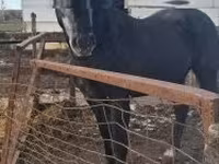 公马, Lipizzaner — 照片 4