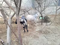 Cabras (lote, sexo no especificado), Cabras — foto 3