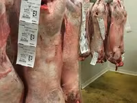 Kos, Beltex sheep — 3. fotó