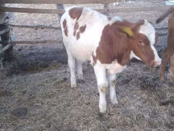 Býk, Simmental cattle