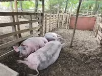 Cerdos (lote, sexo no especificado), Cerdos — foto 1