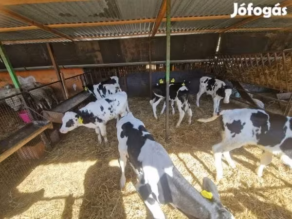 Bika, Holstein fajta