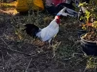 Bantam Japonesa — foto 8