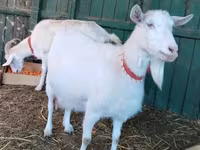 Goat, Pomellata goat — photo 2
