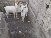 बकरा, बकरियाँ — फ़ोटो 5