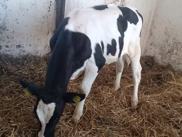 Tehén, Russian Black pied cattle