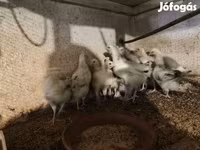 Turkeys — الصورة 6
