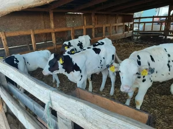 Toro, Raza Holstein — Hungría