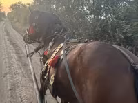Horse (M), Horses — photo 2