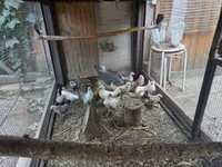 Bantam Holandês — foto 1