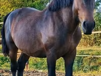 公马, Međimurje horse — 照片 5
