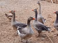 Geese — 3-сурет