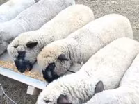 Kos, Shroshire sheep — 1. fotó
