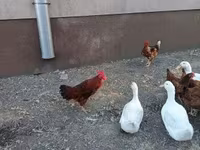 Chickens — 照片 5