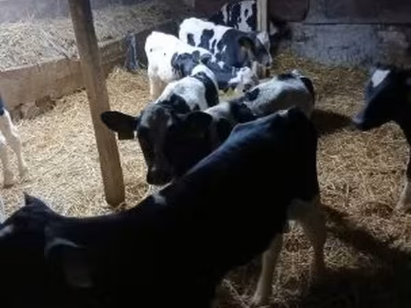 Buğa, Russian Black pied cattle — Macarıstan