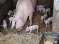Süldőanya, Sertések — 4. fotó