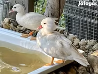 Ducks — photo 2