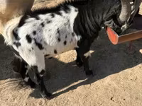Koza, Dutch Landrace goats — foto 4
