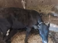 Toro, Raza Jersey — foto 2