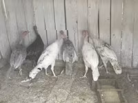 Turkeys — zdjęcie 1
