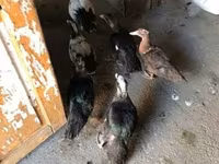 Ducks — 1-сурет
