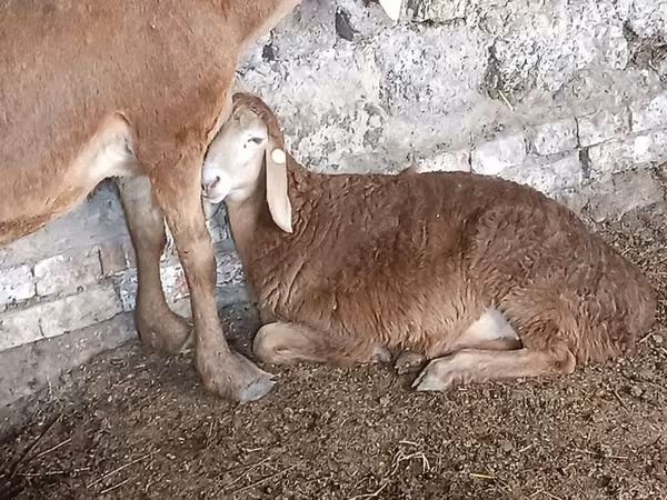 Owca, Owce