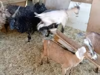 母山羊, Goats — 照片 4