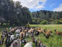 Ziege, Ziegen — Foto 3