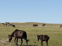 Yegua, Caballos — foto 4