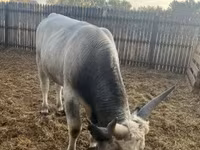Bull, Hungarian Grey breed — photo 3