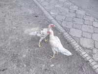Shamo chickens — 8. fotó