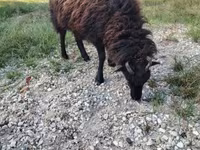 Oveja, Ouessant sheep — foto 5