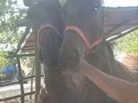 Horse (M), Furioso-North Star — photo 2