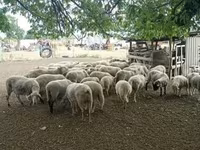 Ram, Sheep — photo 2