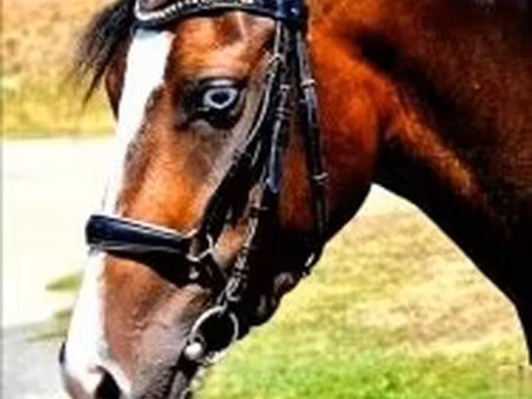 Jument, Chevaux