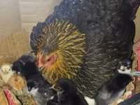 Chickens — photo 2